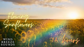 Sunflowers Flow Towards Sun | 10 Hours | Wind Breeze Sounds For Relaxation And Background Ambience