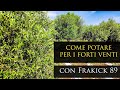Come Potare l'Ulivo per resistere ai forti venti