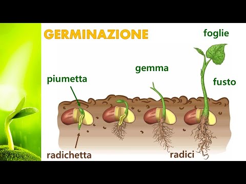 Video: Durante la germinazione si sviluppano radichette e plumule?