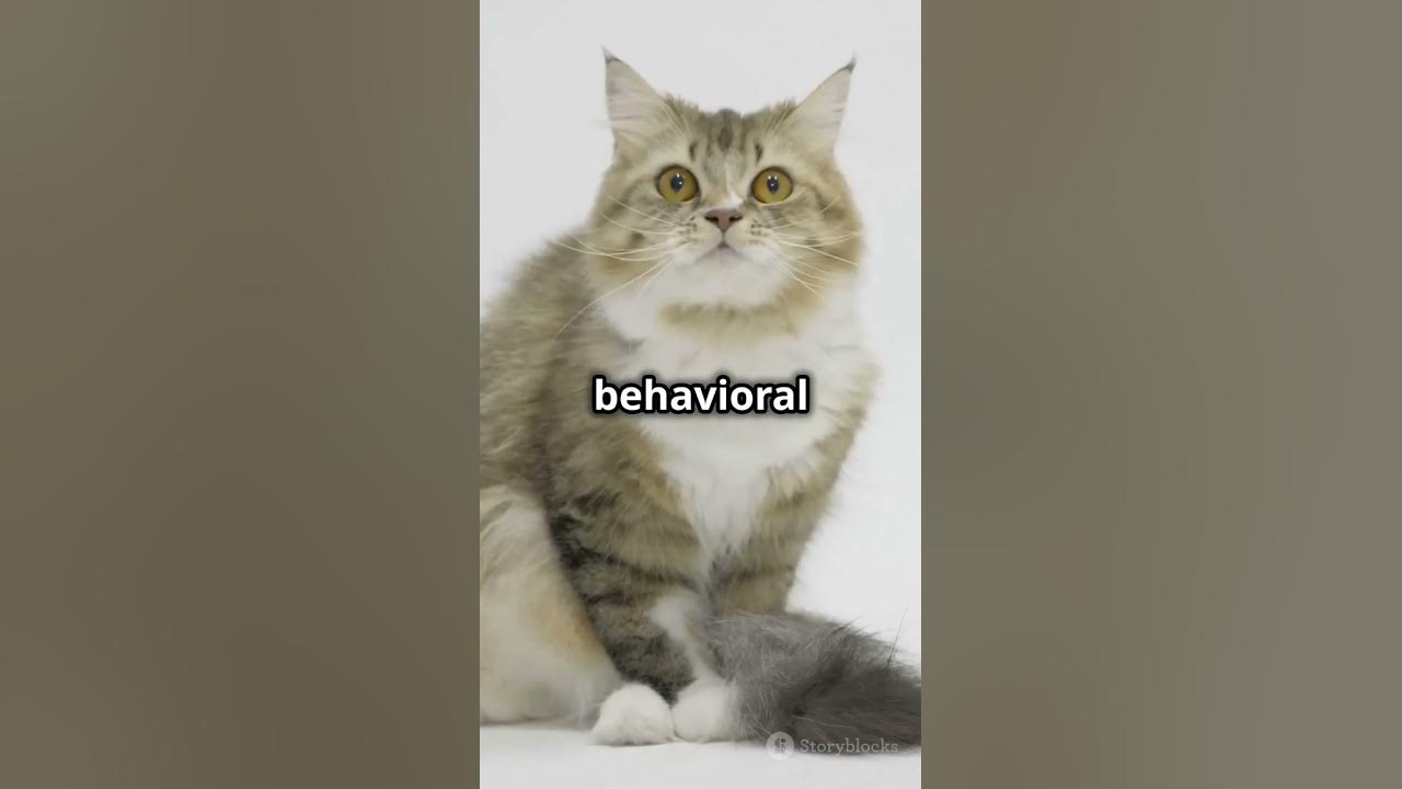 Why Do Cats Go Crazy for Catnip YouTube