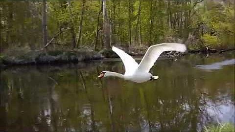 Können alle Schwäne fliegen?