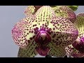 цветение на 3 цветоноса ОРХИДЕИ Клеопатра Phalaenopsis Cleopatra