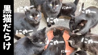 【黒猫vlog.1】実家に帰ったら野良猫8匹が全部黒猫でヤバすぎる件…子猫も4匹…めちゃくちゃかわいい…