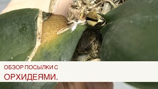 картинка: Посылка с орхидеями 