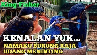 REVIEW BURUNG RAJA UDANG MENINTING || KING FISHER