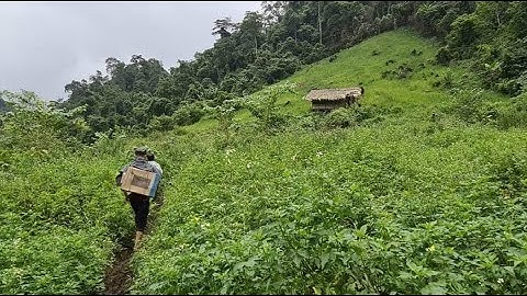 Đán Dầu 3 ẩn sâu trong rừng già hết hồn tập 1. Nguyễn Tất Thắng