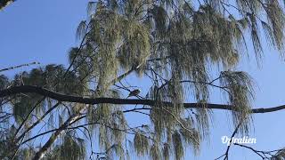 Seabird? up in Noosa Heads, Sunshine Coast QLD Australia by Oztralien 53 views 2 years ago 1 minute, 19 seconds