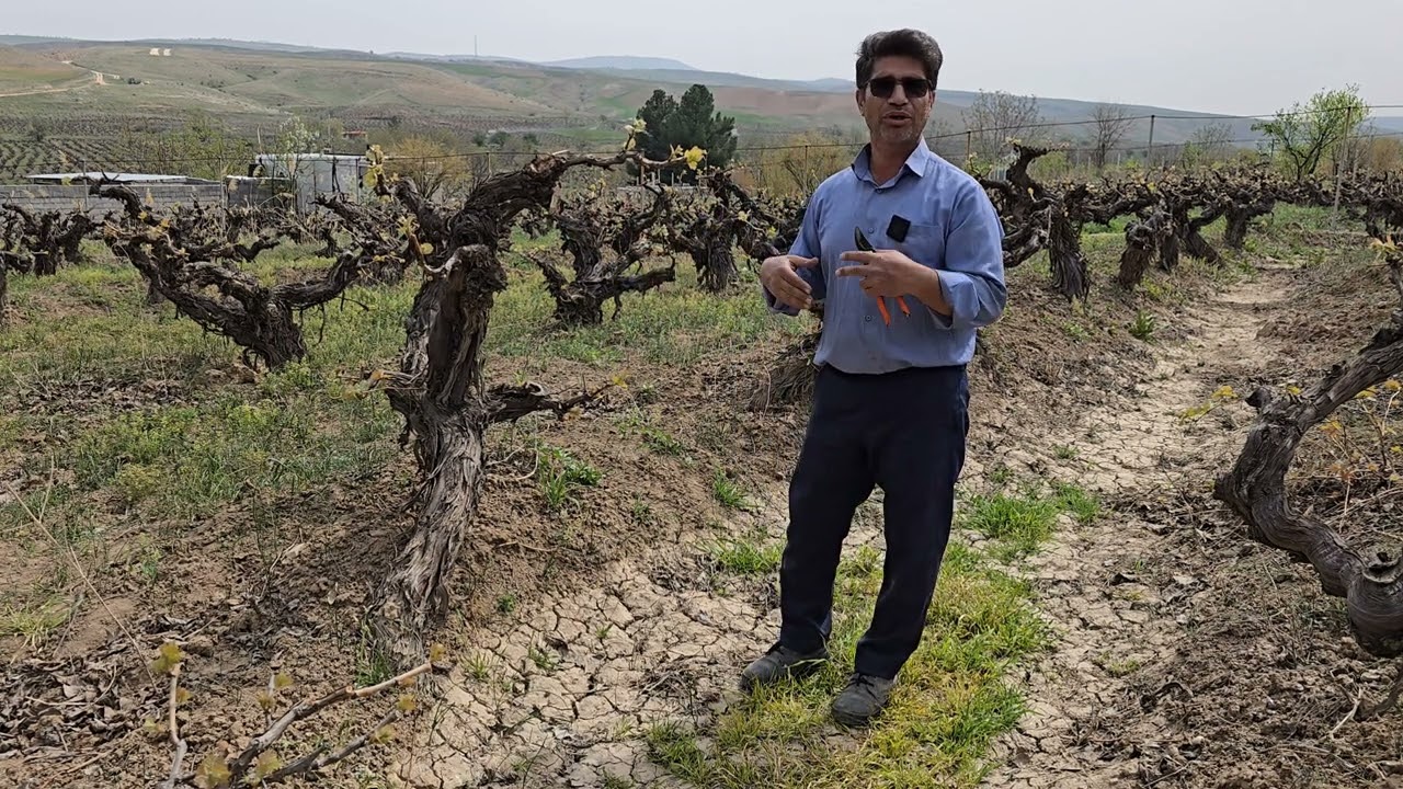 اگر به این روش انگور بکارید مادام العمر انگور برداشت می کنید