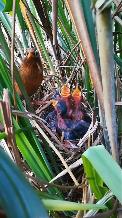 Mengintip Burung Wambi Di Alam !!! #burungwambi #anakburung #shorts