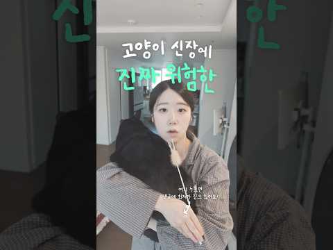 고양이에게 위험한 탈취제 쓰지마세요!!!