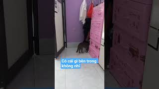 2 mẹ con nhà luna tìm thấy cái gì đó bên trong khe tủ