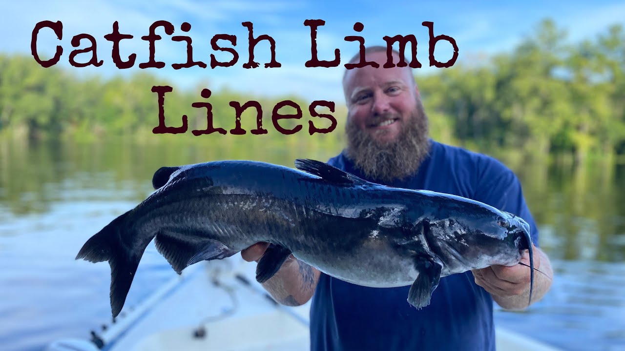 Hanging Catfish Limb Lines in the St Johns River 