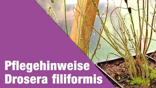 filiformis /Fadenförmiger Sonnentau 1x Drosera filiformis ssp 