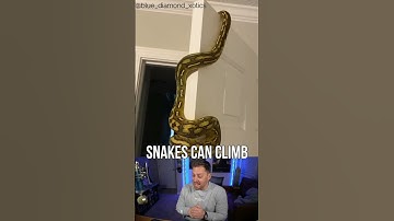 CLIMBING SNAKES - RETICULATED PYTHON