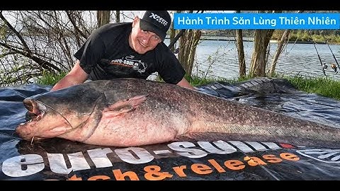 Câu Cá nheo khổng lồ #cauca #câucá