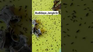 Budidaya Jangkrik Di Thailand