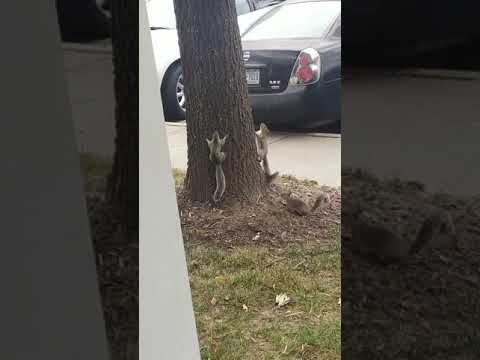 Video: ¿Las ardillas trepan a los árboles?
