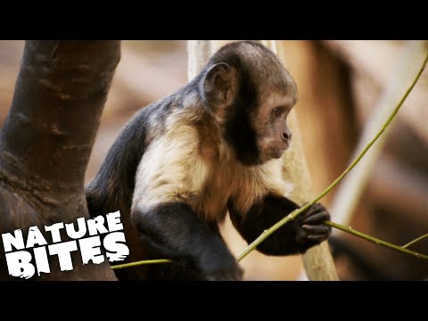 Underdeveloped Capuchin Monkey | Nature Bites