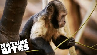 Underdeveloped Capuchin Monkey | Nature Bites