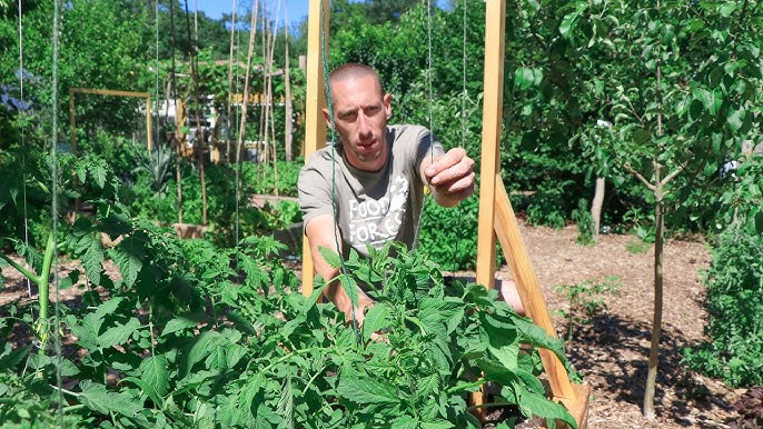 Don't bother growing tomatoes any other way! This trellis system is the BEST  and CHEAP. 