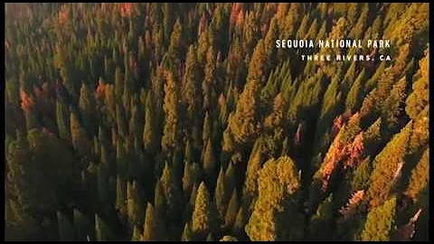 That's Amazing: Stress Testing the World's Largest Trees