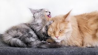 To Give the Big Cat a Lick, the Kitten Uses a Secret Trick!
