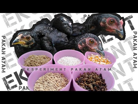 Video: Apakah makanan kegemaran ayam jantan?