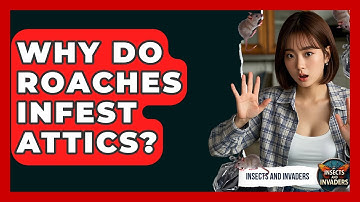 Why Do Roaches Infest Attics? - Insects and Invaders