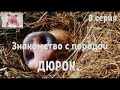 Знакомство с породой ДЮРОК.