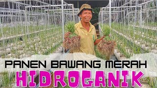 Panen Bawang Merah Hidroganik Umur 50 Hari Setelah Tanam