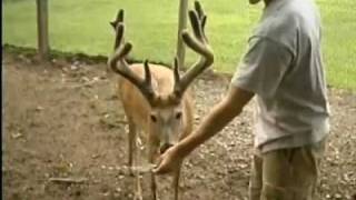 Nice Deer