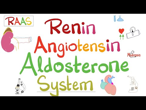 Renin Angiotensin Aldosterone System (RAAS)