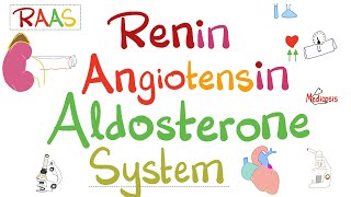 Renin Angiotensin Aldosterone System Raas