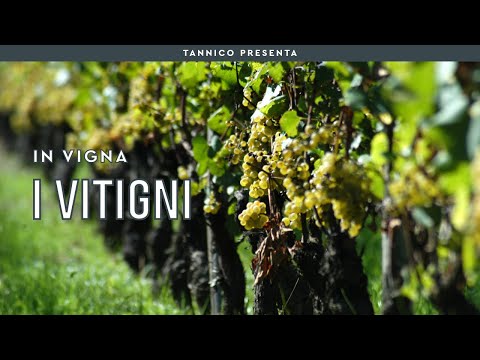 Video: Vitigno Garnacha: descrizione, gusto, coltivazione e cura, foto