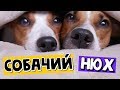 У СОБАК ЕСТЬ СУПЕР СИЛА???!!!!| УНИКАЛЬНЫЕ ВОЗМОЖНОСТИ ОБОНЯНИЯ СОБАК