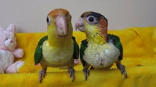 Baby White Bellied Caiques learning to Fly