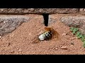 Cicada Killer Wasp