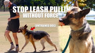 (UNTRAINED) How to Train your Dog to LOOSE LEASH WALK