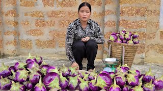 Harvest eggplants to sell. Single mother's daily job to earn money