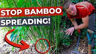How To Stop Established Bamboo Spreading | No Root Barrier