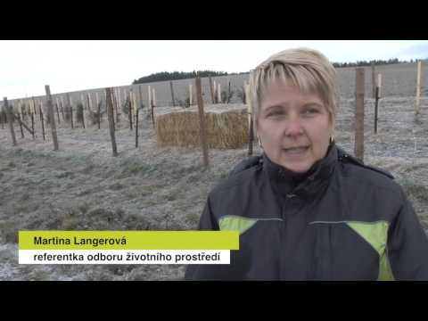 Video: Načasování Prořezávání Stromů A Keřů V Chladném Podnebí