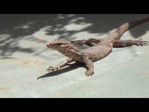 Indian monitor lizard Found my Outside Home also Known As Ghorpad in  Maharashtra - YouTube