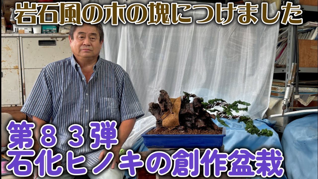 【盆栽】第８３弾　石化ヒノキの創作盆栽【岩石風の木の塊につけました】