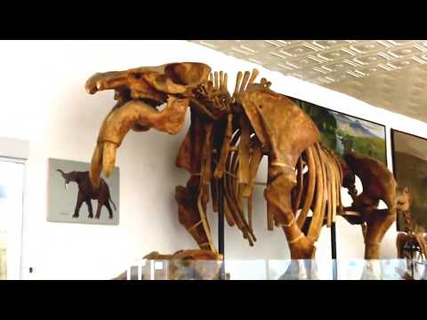 Video: Natural History Museum description and photo - Ukraine: Kiev