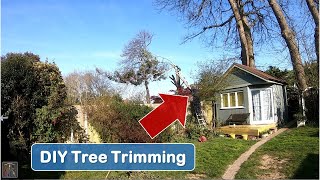 Trimming a Dangerous Tree by DIY Dick 114 views 2 years ago 1 minute, 53 seconds