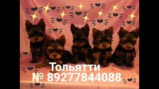 померанский шпиц , пудель , йоркширский терьер , той пудель , йорк , шпиц померанский шпиц , пудель , йоркширский терьер , той пудель , йорк , шпиц