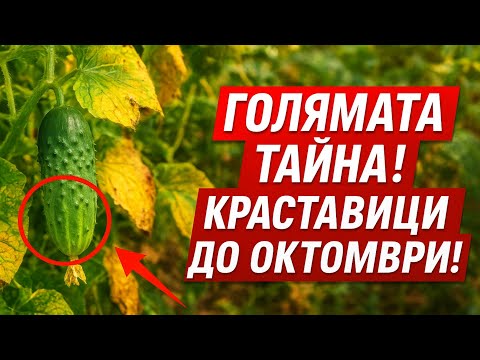 99 от градинарите изхвърлят краставиците си през август А напразно една проста хитрост ще удълж