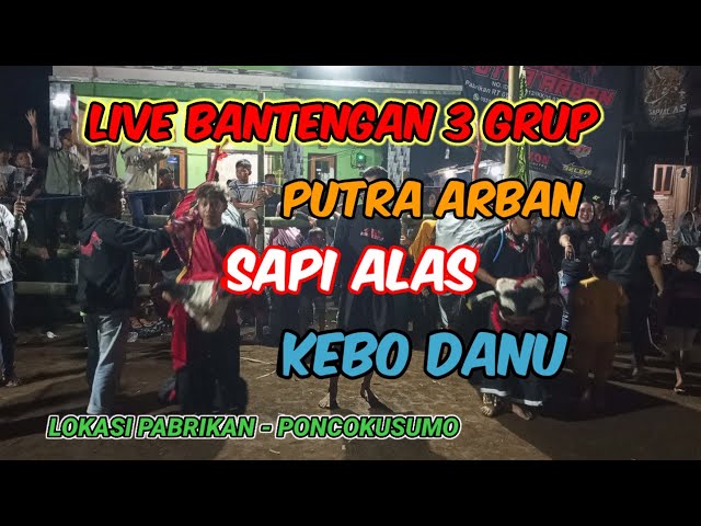 Live Bantengan 3 grup ‼️ Kebo Danu, Sapi Alas, Putra Arban‼️Lokasi Pabrikan - Poncokusumo ‼️ class=