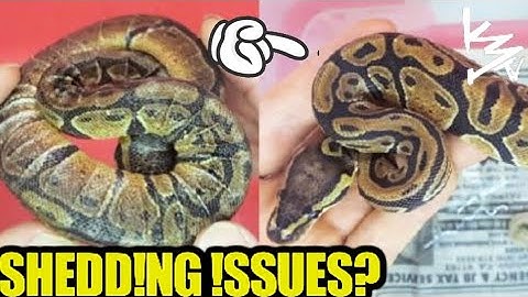 #BallPython Shedding Issues?!! What to do!!! #K3Reptiles