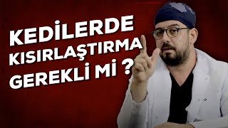 Kedi Kısırlaştırma ''Doğasını Elinden Aldık, Bu Hayvan Bizle Yaşayabilmek İçin Evcilleşmiş''